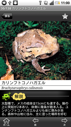 kaeru_04.png